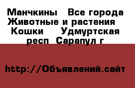 Манчкины - Все города Животные и растения » Кошки   . Удмуртская респ.,Сарапул г.